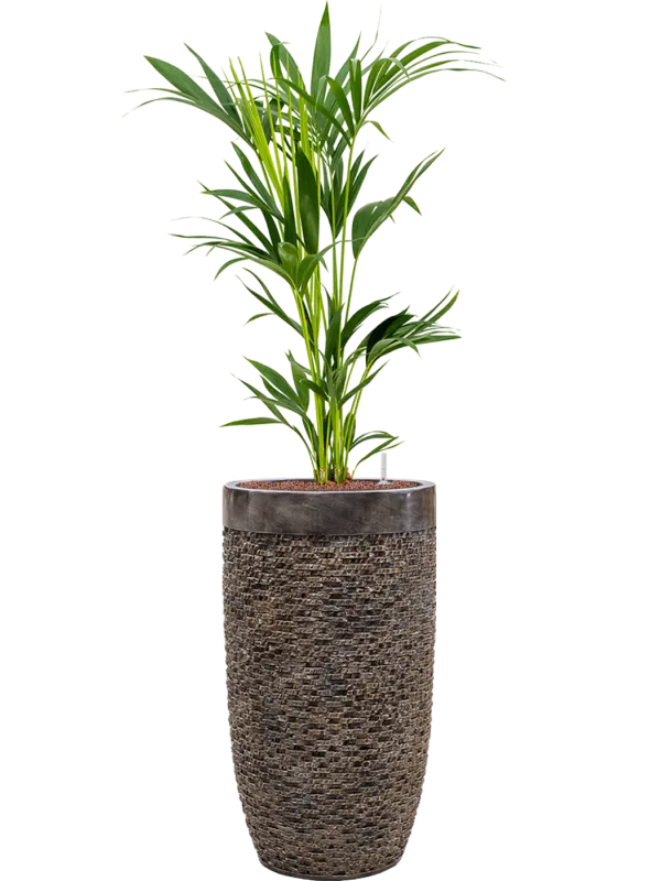 Kentia (Howea) forsteriana in Baq Luxe Lite Universe Layer Office Plant With Pot 150cm Height 32cm Dia
